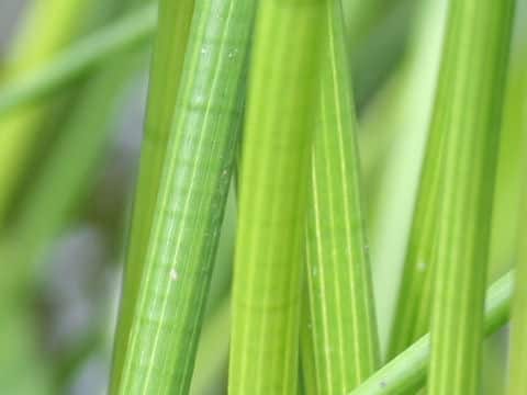 Eleocharis dulcis