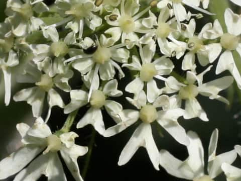 Heracleum dulce