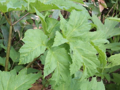 Heracleum dulce