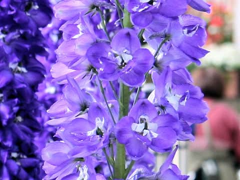 Delphinium grandiflorum cv. Deep Purple