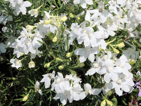 Delphinium grandiflorum cv.