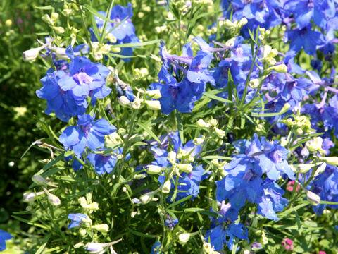 Delphinium grandiflorum cv.