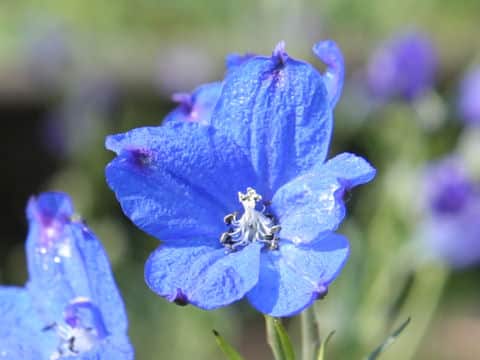 Delphinium grandiflorum cv. Super Marine Blue