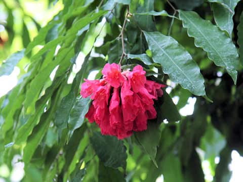 Brownea grandiceps