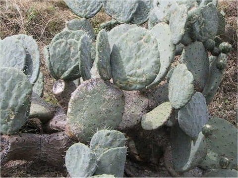 Opuntia ficus-indica