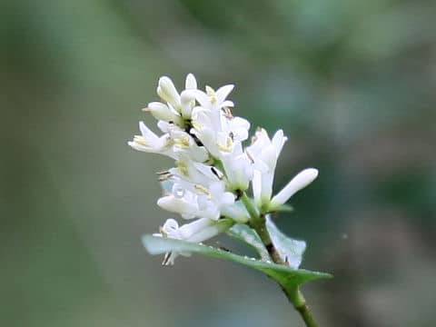 Ligustrum ovalifolium