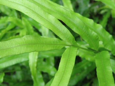 Pteris cretica