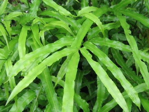 Pteris cretica