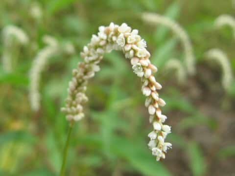 Persicaria lapathifolia