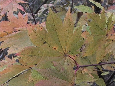 Acer shirasawanum
