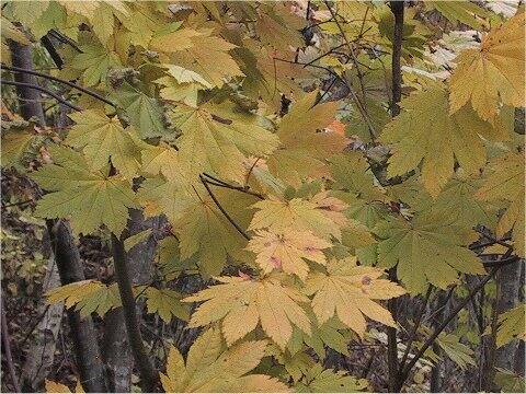 Acer shirasawanum