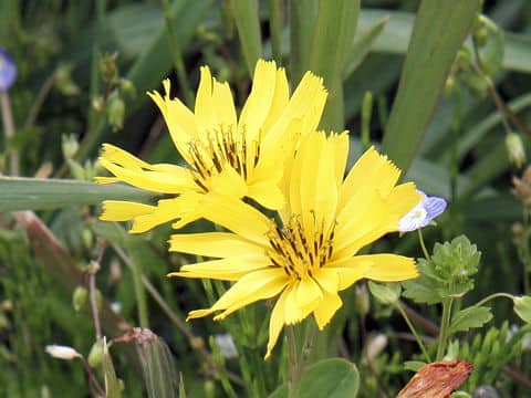 Ixeris debilis