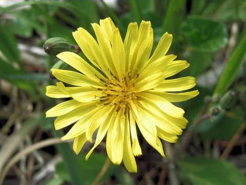 Ixeris debilis