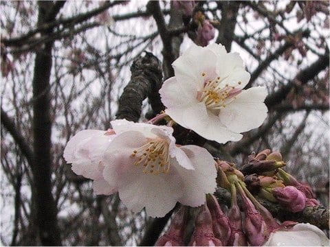 Prunus x kanzakura cv. Oh-kanzakura