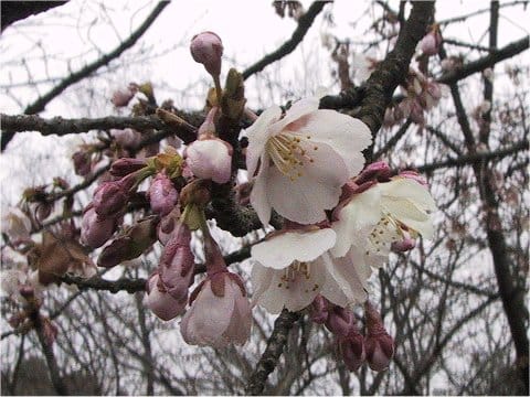 Prunus x kanzakura cv. Oh-kanzakura