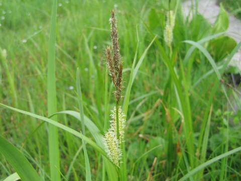 Carex rhychophisa