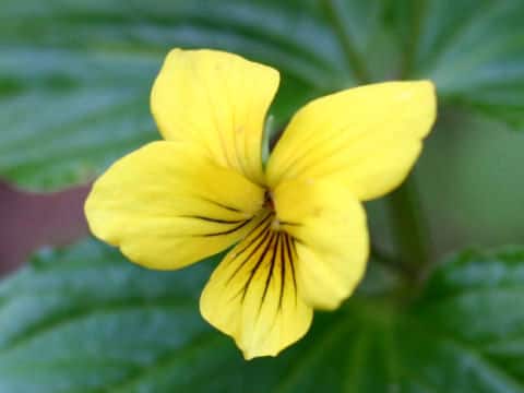 Viola brevistipulata