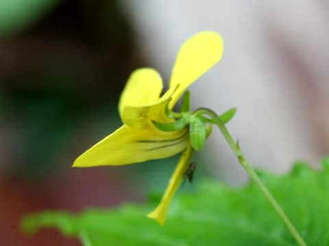 Viola brevistipulata