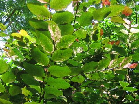 Breynia officinalis