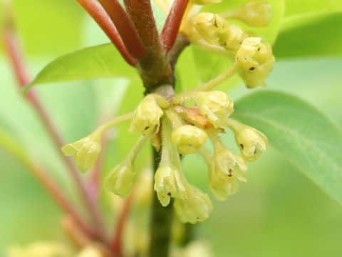 Lindera umbellata var. mambranacea