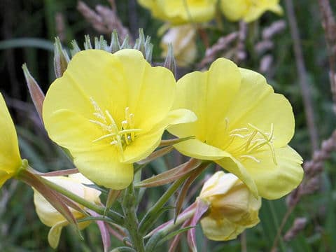 Oenothera erythrosepala