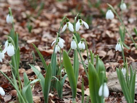 Galanthus elwesii