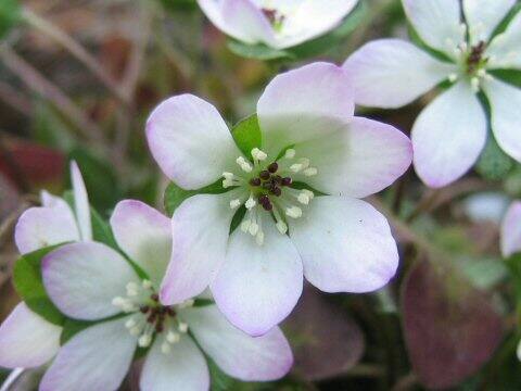 Hepatica nobilis var. japonica f. magna