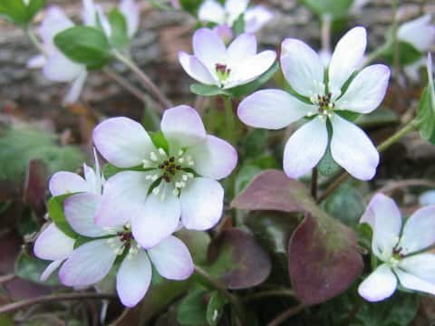 Hepatica nobilis var. japonica f. magna