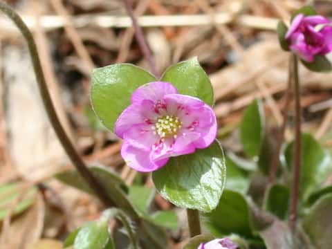 Hepatica nobilis var. japonica f. magna