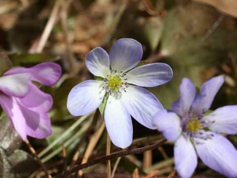 Hepatica nobilis var. japonica f. magna