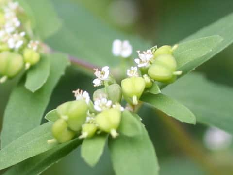 Euphorbia maculata