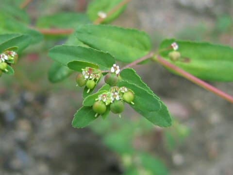 Euphorbia maculata