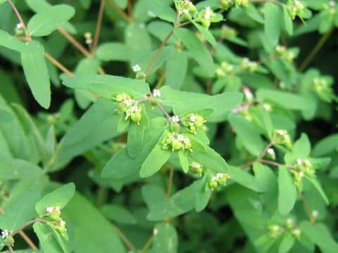 Euphorbia maculata