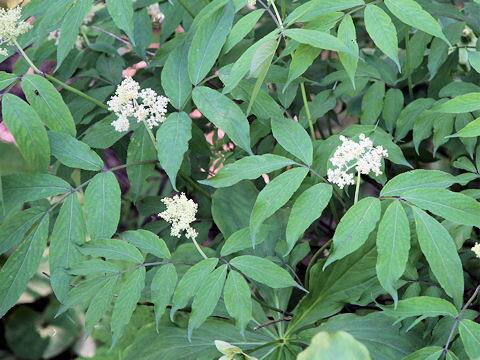 Sambucus racemosa ssp. sieboldiana var. major