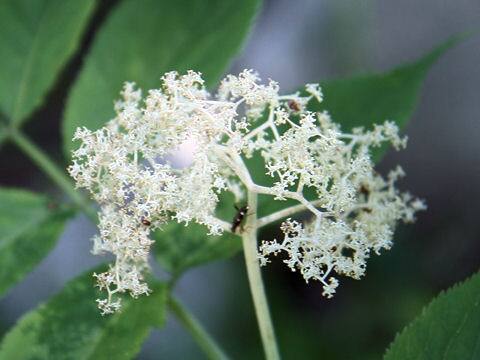 Sambucus racemosa ssp. sieboldiana var. major