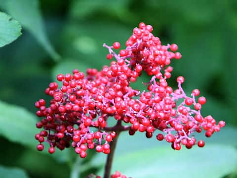 Sambucus racemosa ssp. sieboldiana var. major