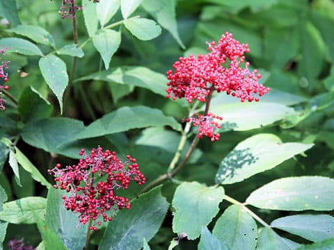 Sambucus racemosa ssp. sieboldiana var. major