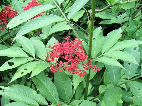 Sambucus racemosa ssp. sieboldiana var. major