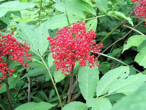 Sambucus racemosa ssp. sieboldiana var. major