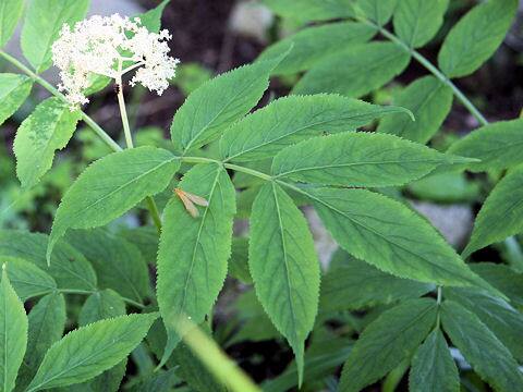 Sambucus racemosa ssp. sieboldiana var. major