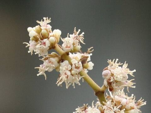 Miconia calvescens