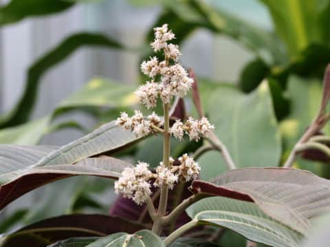 Miconia calvescens