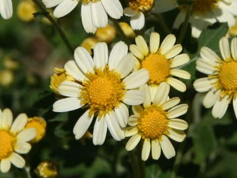 Chrysanthemum crassum