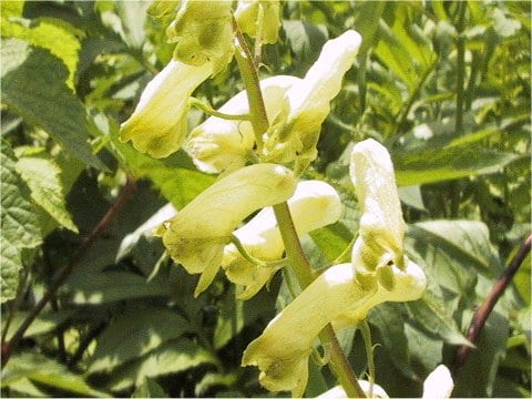 Aconitum gigas var. hondoense