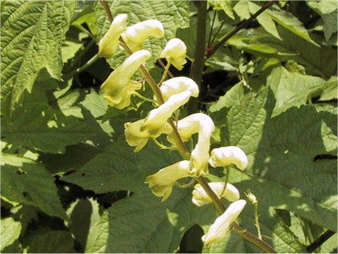 Aconitum gigas var. hondoense
