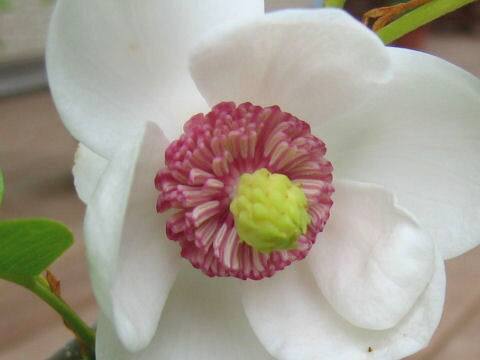 Magnolia sieboldii ssp. japonica