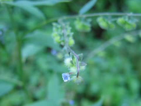 Cynoglossum zeylanicum