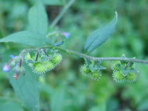 Cynoglossum zeylanicum
