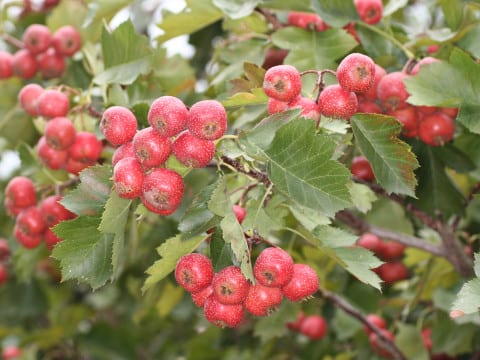 Crataegus pinnatifida