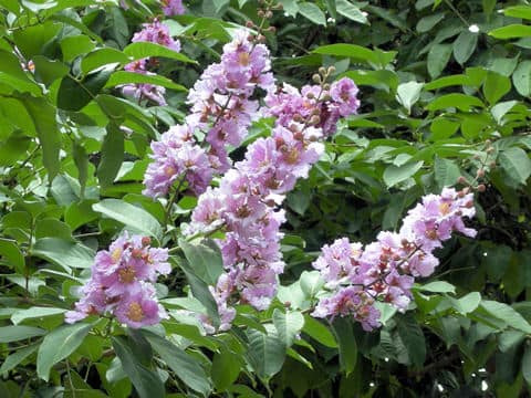 Lagerstroemia speciosa